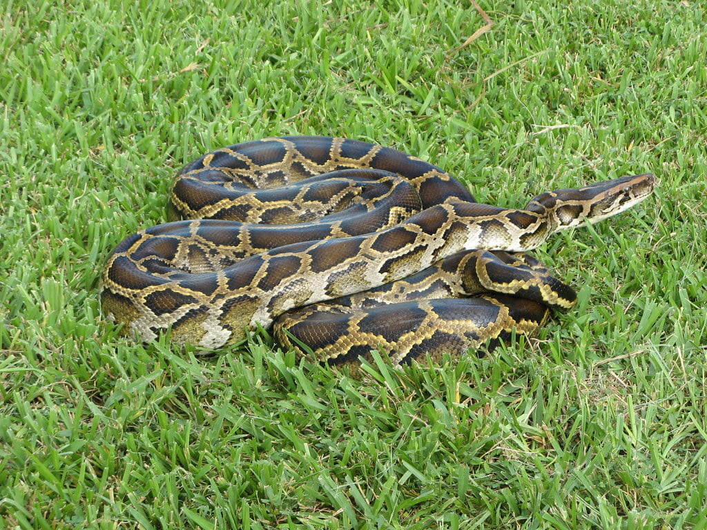 Burmese python in the Everglades