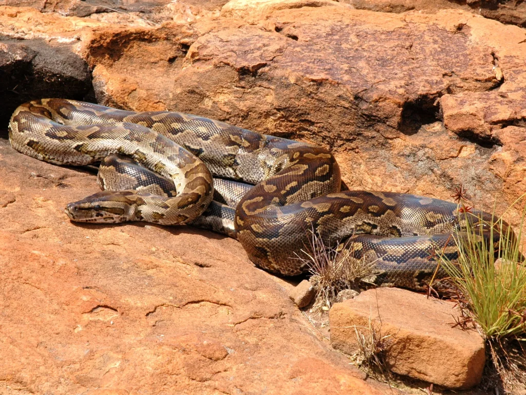 Southern African Python (Python natalensis). 