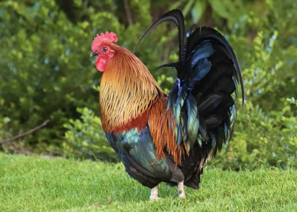 a beautiful colourful rooster. Rooster on grass, in the sun