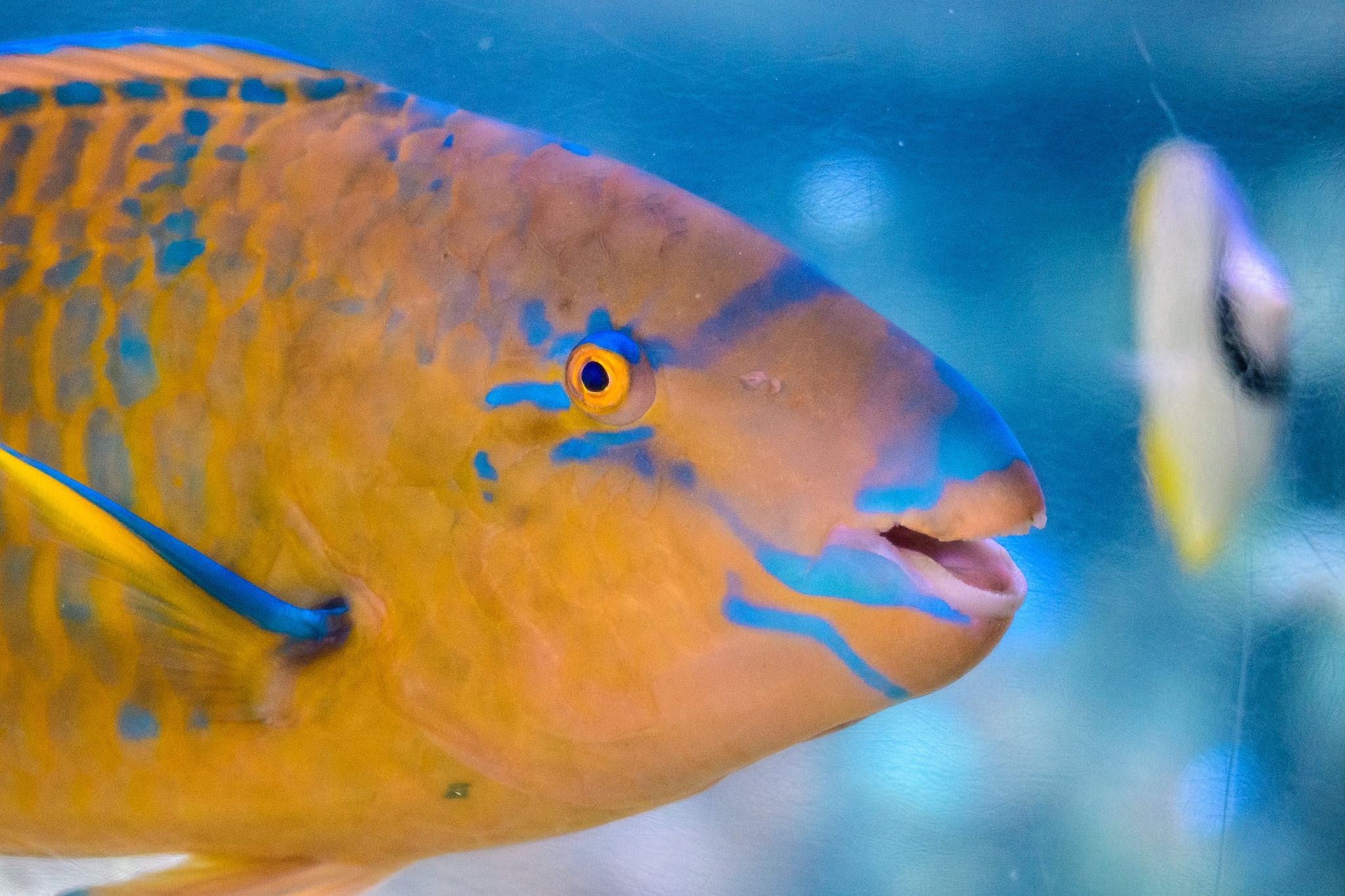 a close up of a parrotfish