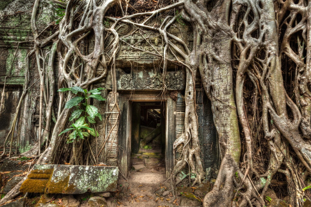 Ancient stone door and tree roots, Ta Prohm temple, Angkor, Camb