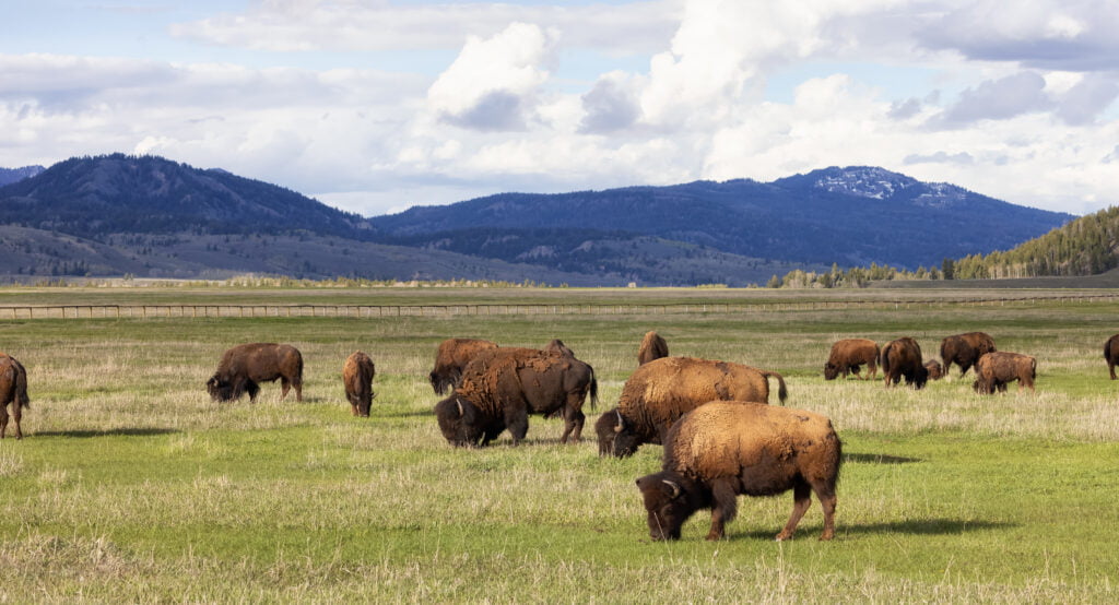 Bison eating grass in American Landscape. Yellowstone National Park.