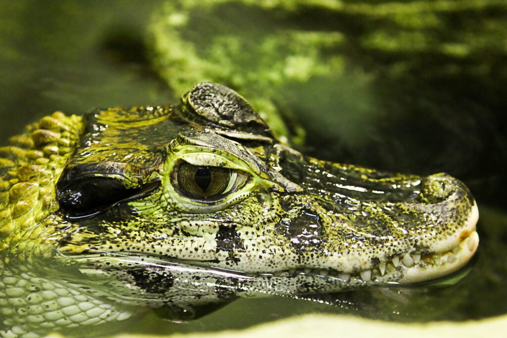 caiman, small crocodile, cub