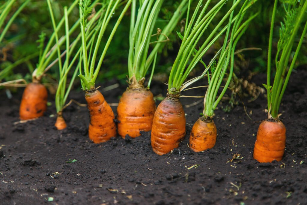 Carrots grow in the garden. Selective focus.