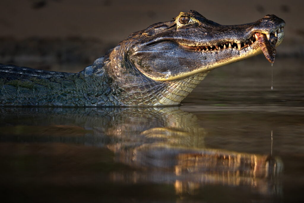 Close-up shot of a black caiman's head while eating the last piece of its prey. Pantanal, Brazil