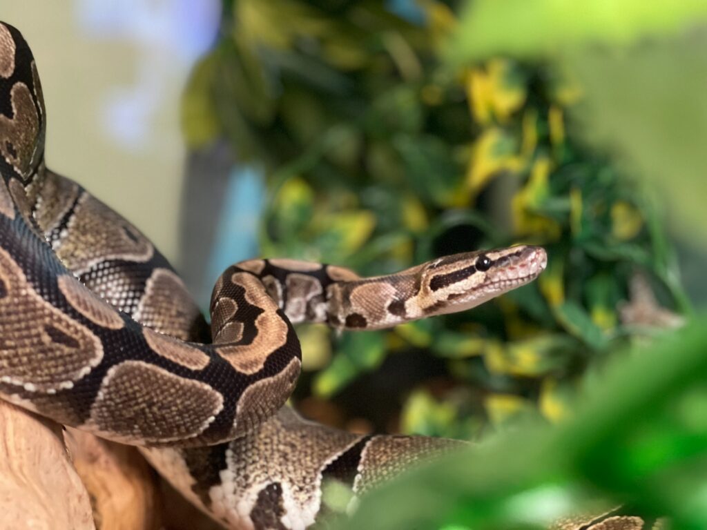a snake on a branch