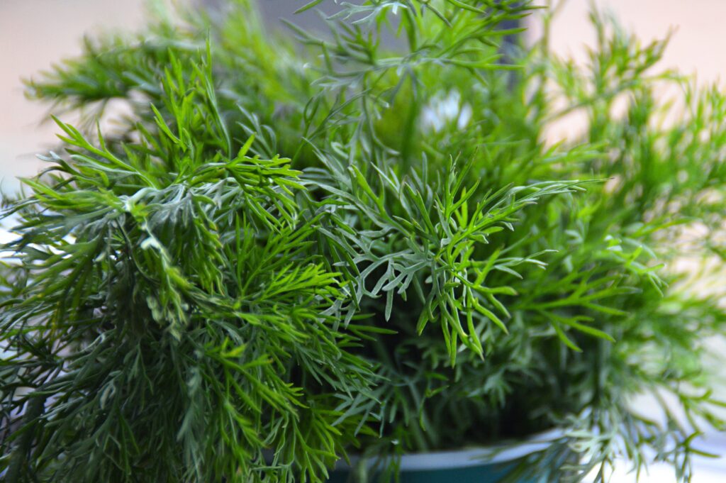 Fresh bunch of green dill herb