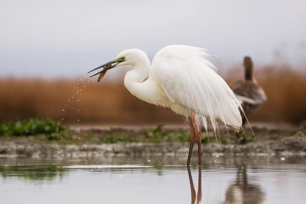 Great egret fishing on wetland in springtime nature