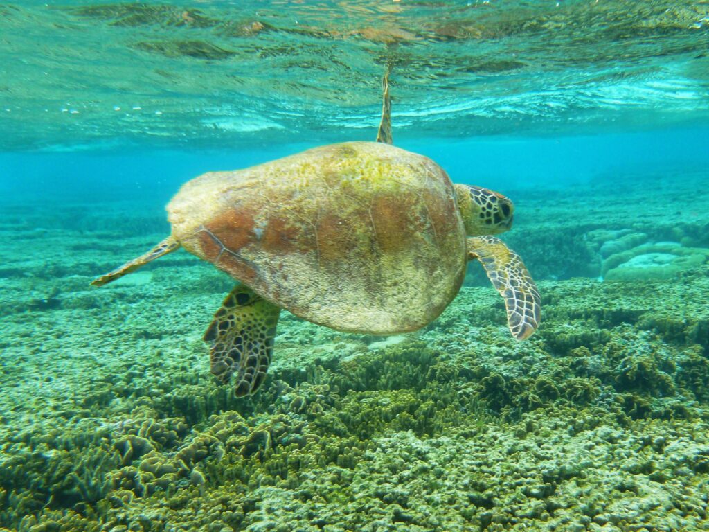 Green turtle swimming at the Great Barrier Reef