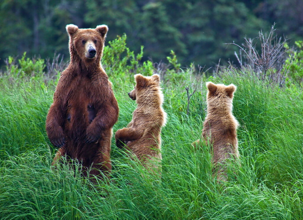 Grizly Bear at Alaska
