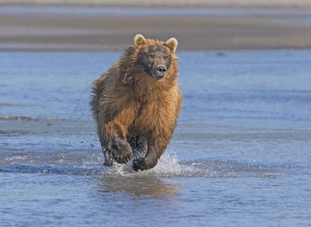 Grizzly Running after its Prey