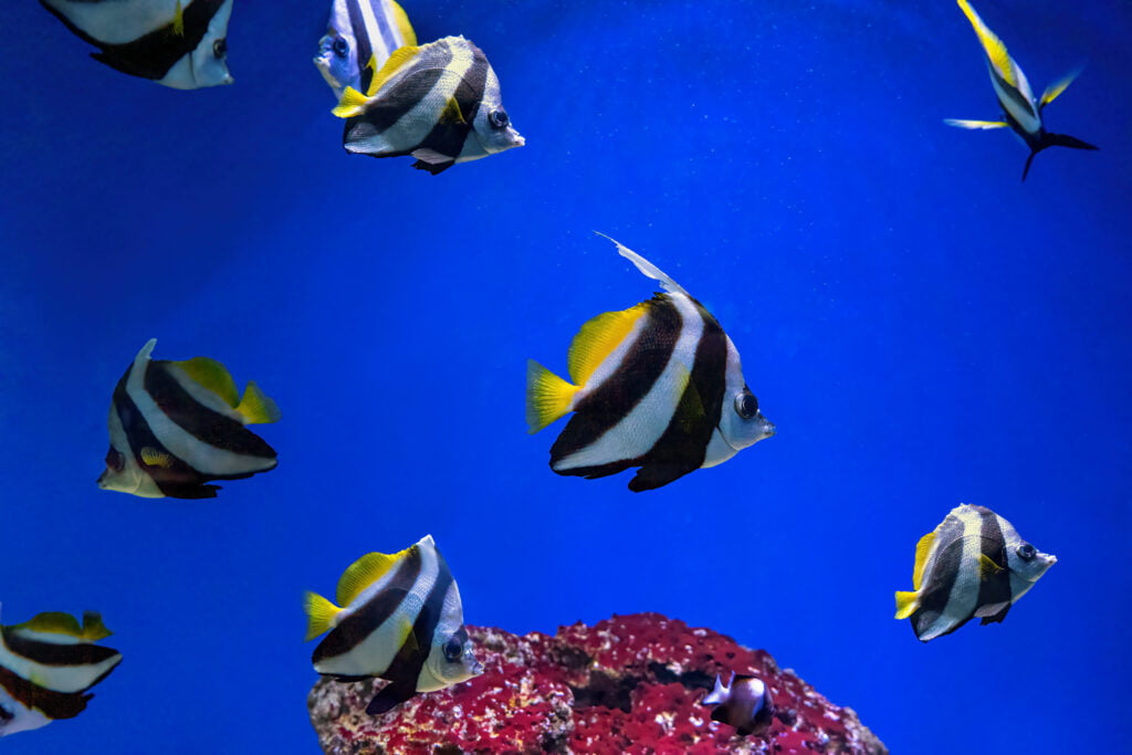 Group Of Heniochus Acuminatus, Pennant Coralfish, Reef Bannerfish, Coachman In Blue Ocean Water
