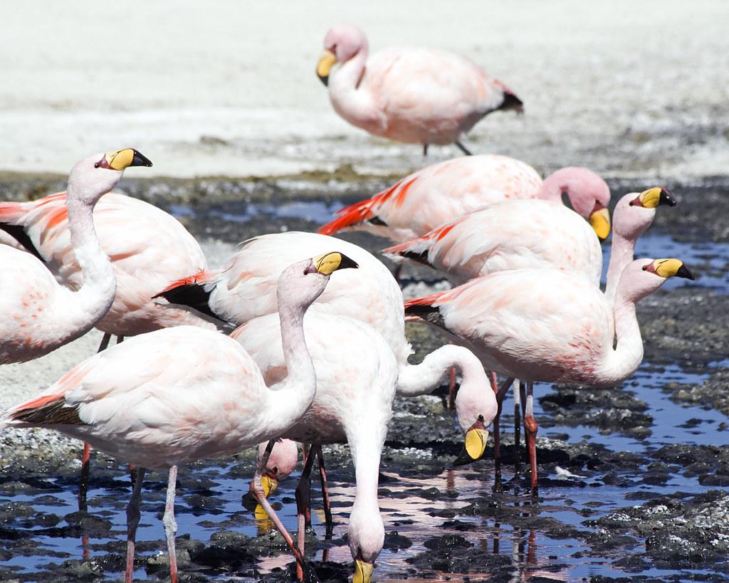 James's flamingo, Laguna Colorada, Bolivia