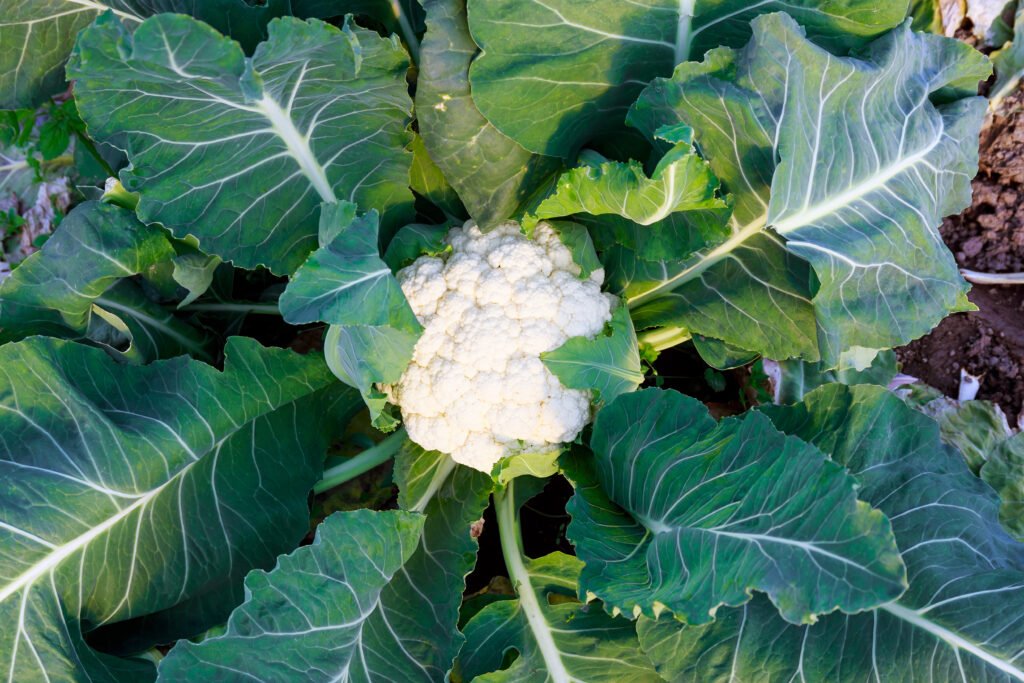 One cauliflower close up in a greenhouse or field. Agribusiness.