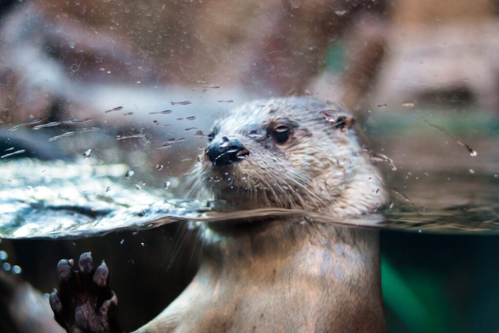 Otter Behind Glass