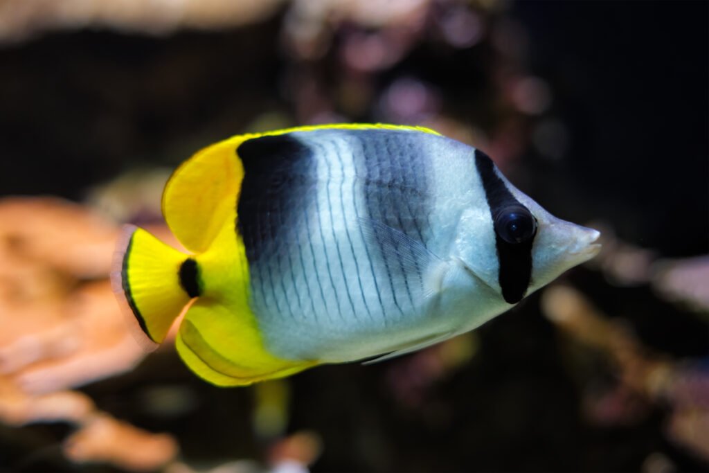 Pacific double-saddle butterflyfish Chaetodon ulietensis fish underwater in sea