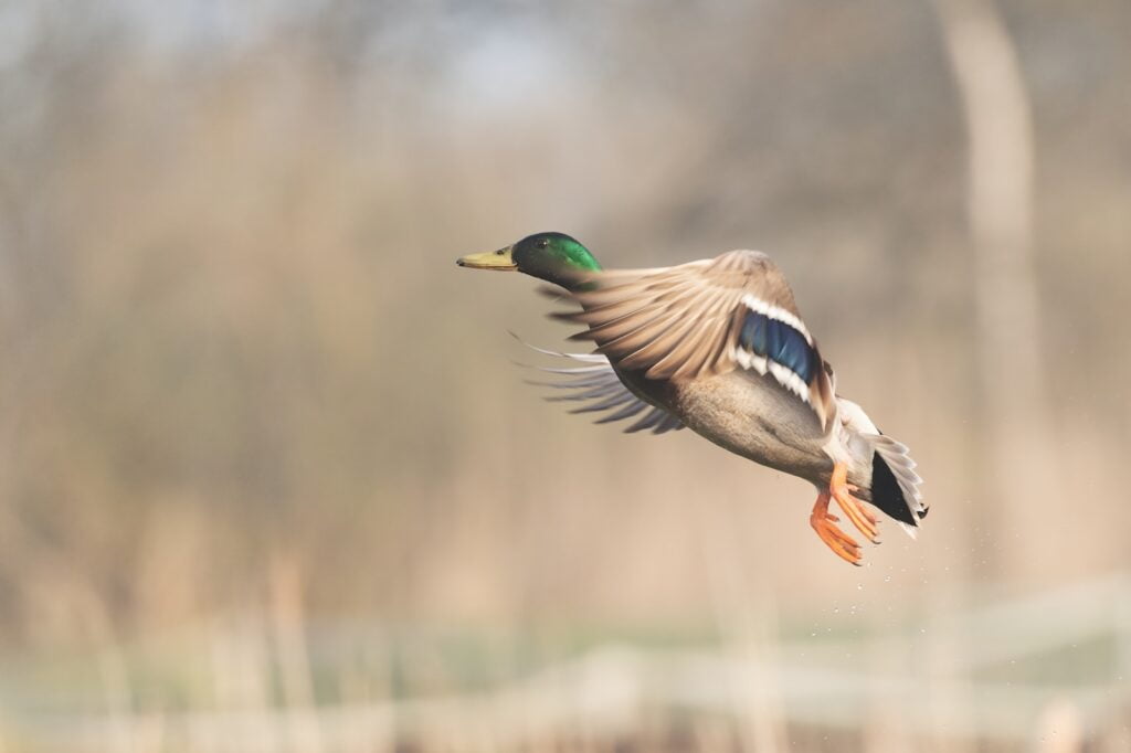 a mallard flying in the air over a pond