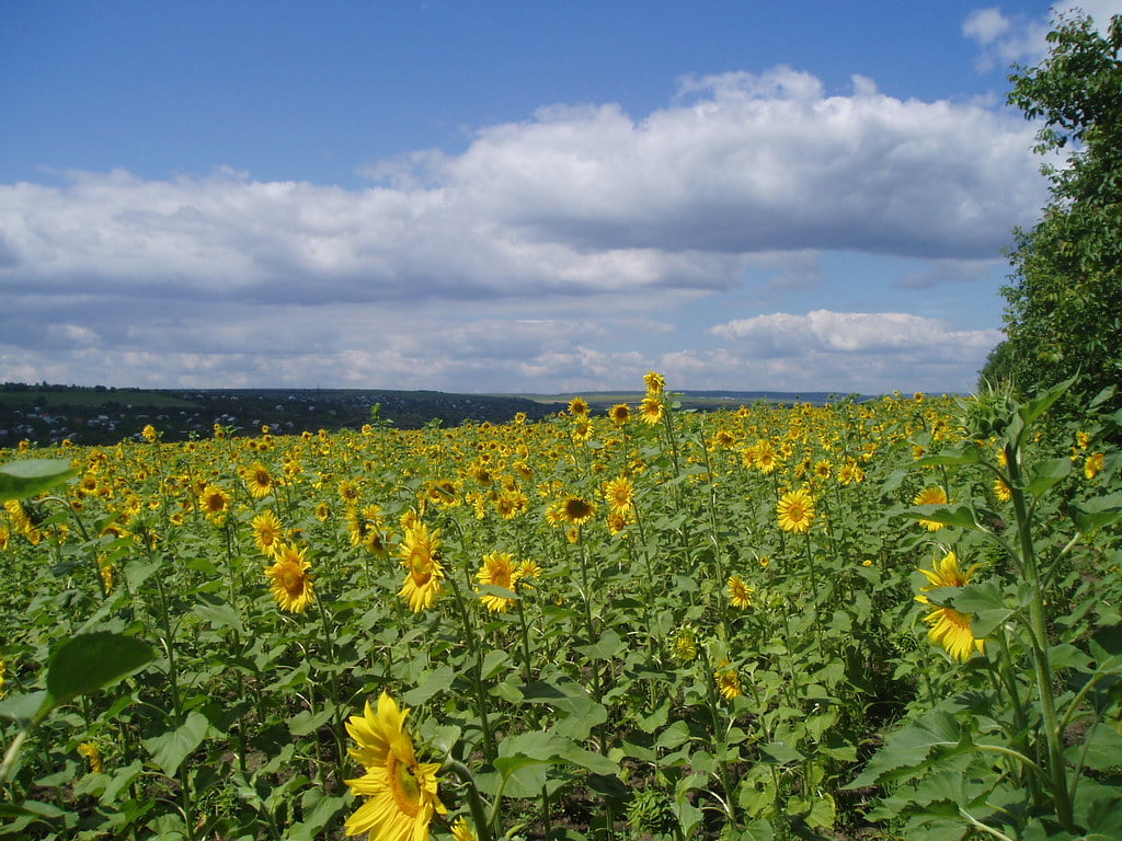 Sunflower field, Moldova