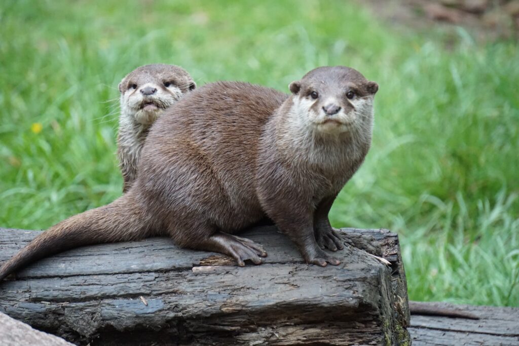 Two brown otters witting on the log and the grassland in the background