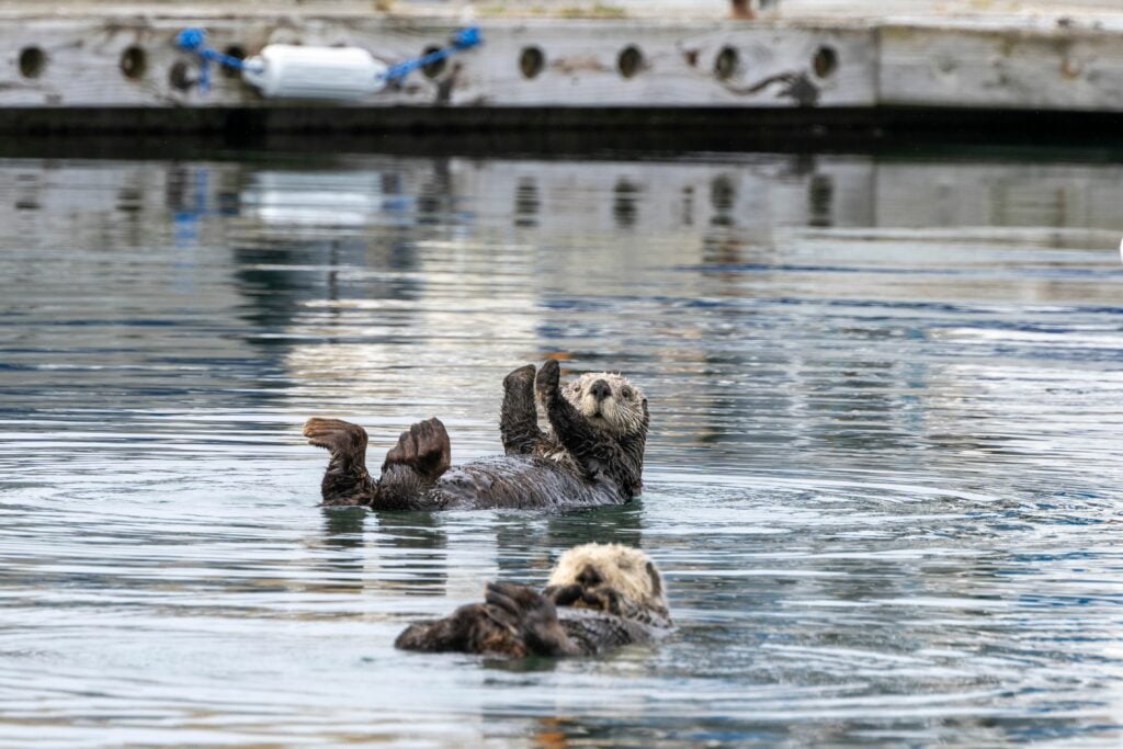 Two playful sea otters floating in the ocean, enjoying their time together