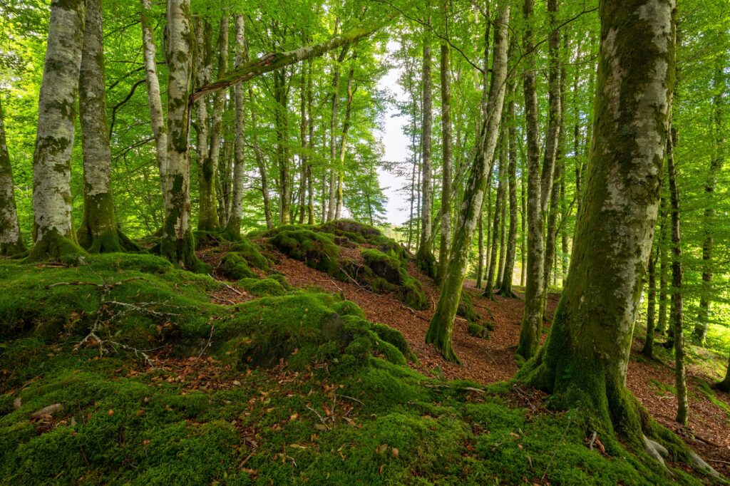 A Mossy Beech Forest