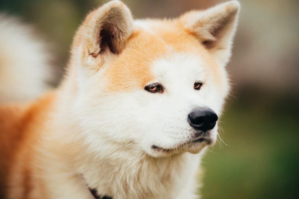Akita Dog or Akita Inu, Japanese Akita Outdoor. Close Up