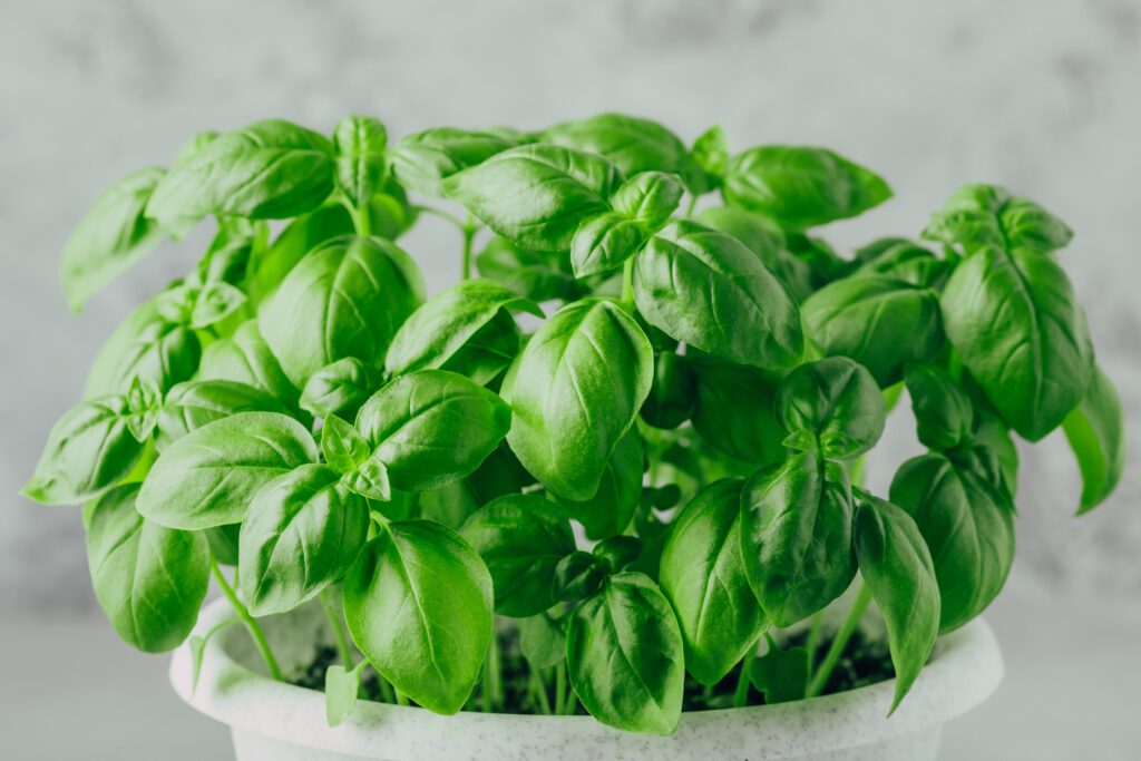 Basil leaves. Basil plant with green leaves.