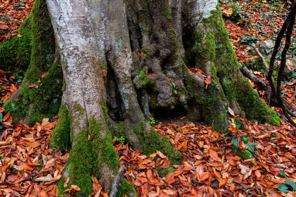Close up of moss growing on beech tree roots.