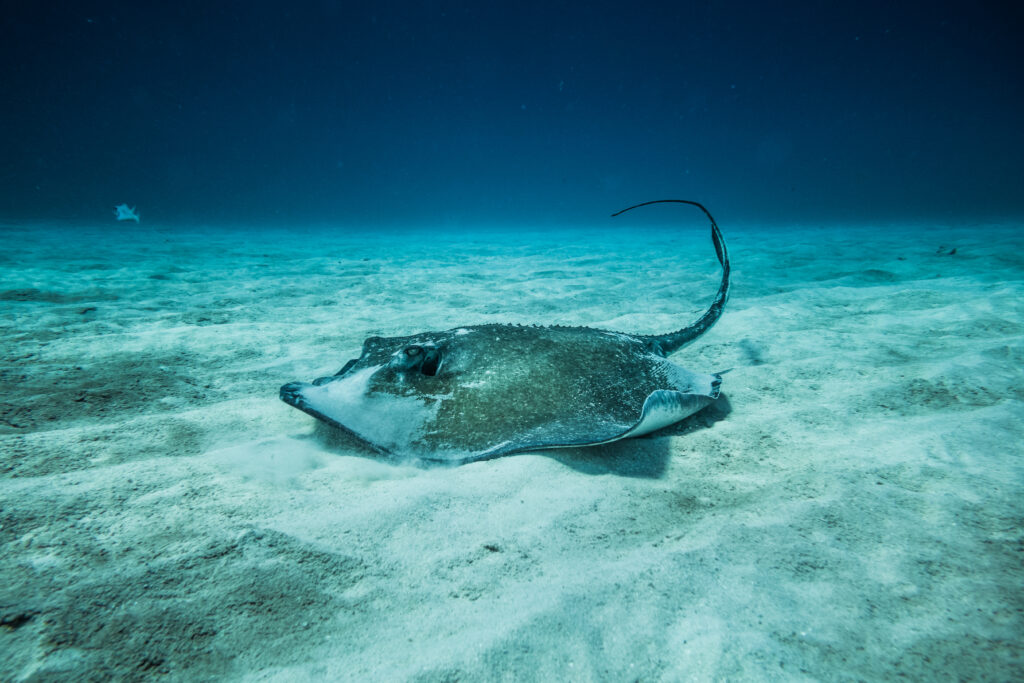 Common Stingray on the ground of the ocean.