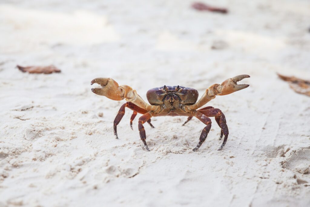 Crab on the beach in Thailand