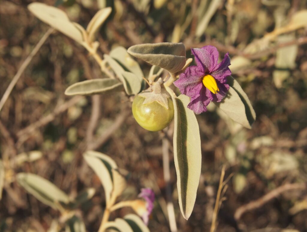 File:Solanum lithophilum flower and fruit.jpg