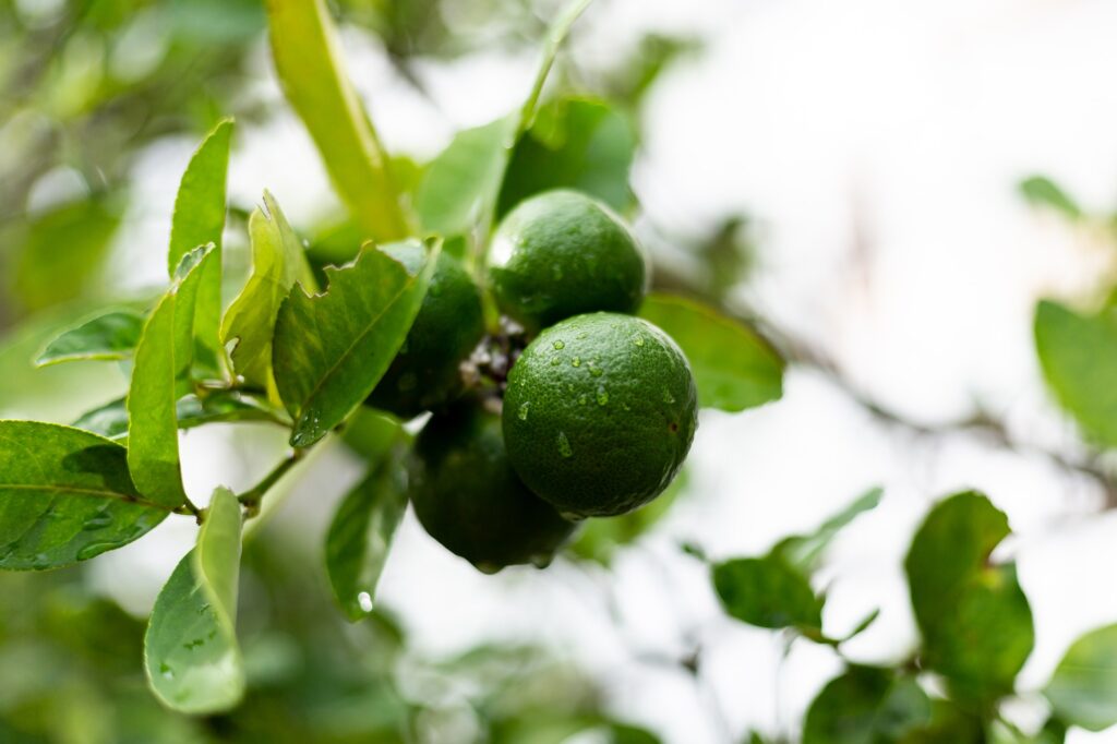 Lime bergamot growing on tree, after rain