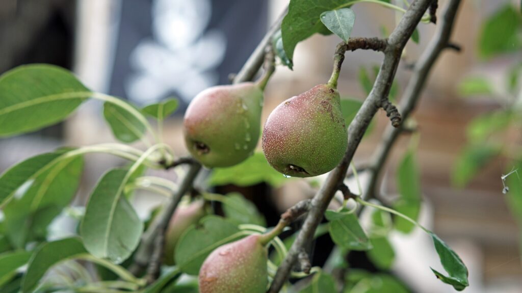 Pears hanging from a tree limb