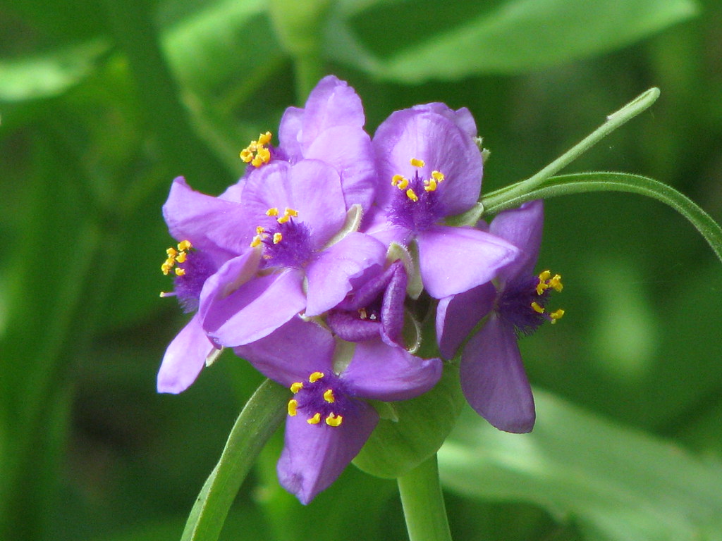 Picture A Day April 29, 2010 - Prairie Spiderwort (Tradescantia occidentalis) at McKinney Roughs