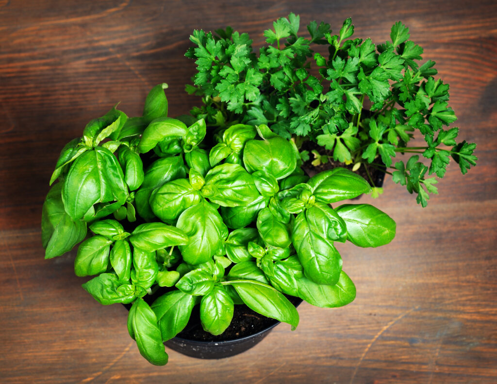 pots with parsley and basil