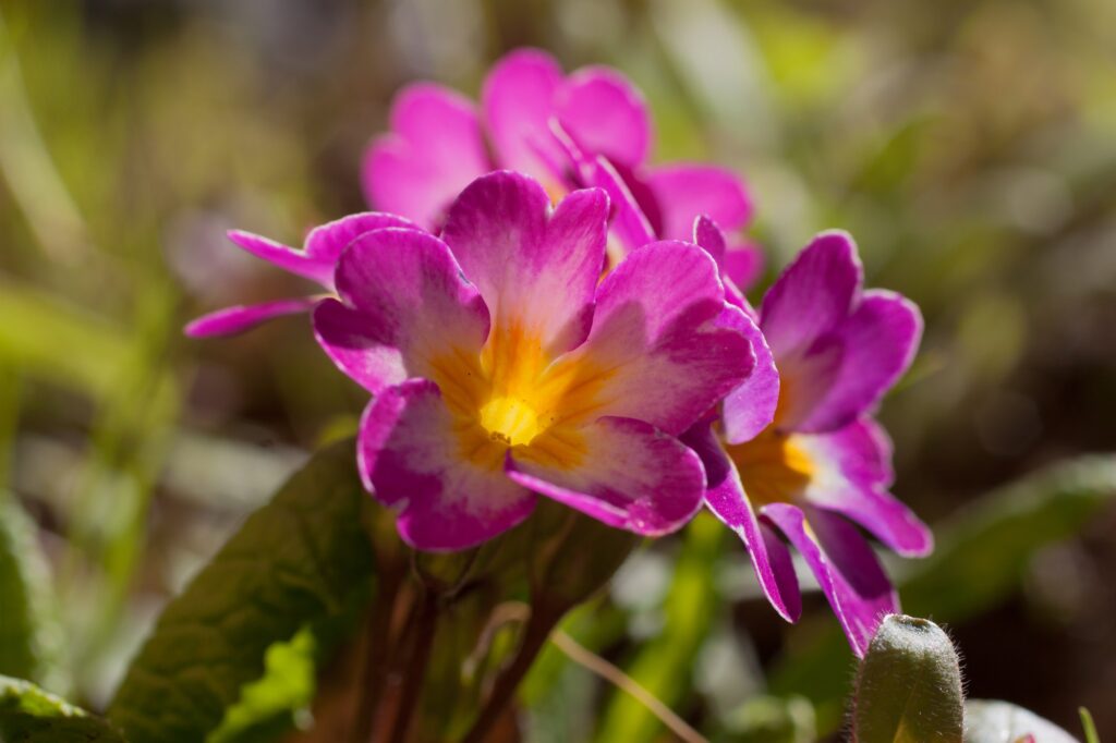 Primrose, or Primrose, is a genus of plants from the Primrose family (Primulaceae) of the order Heat