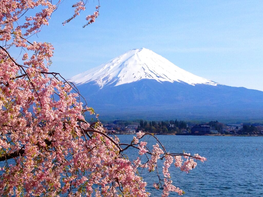 Sakura with Mount Fuji at the background