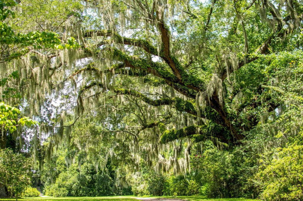 12 Interesting Facts About Spanish Moss | FactGaze