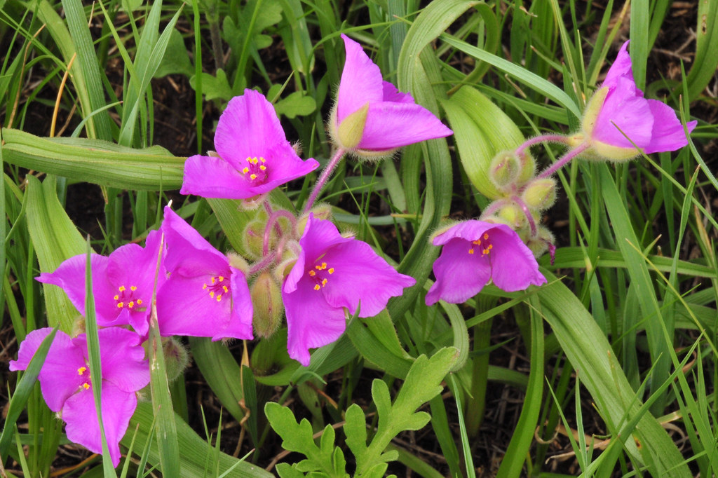 Spiderwort (Tradescantia_bracteata) colors the mixed grass prairie on Lacreek National Wildlife Refuge 01