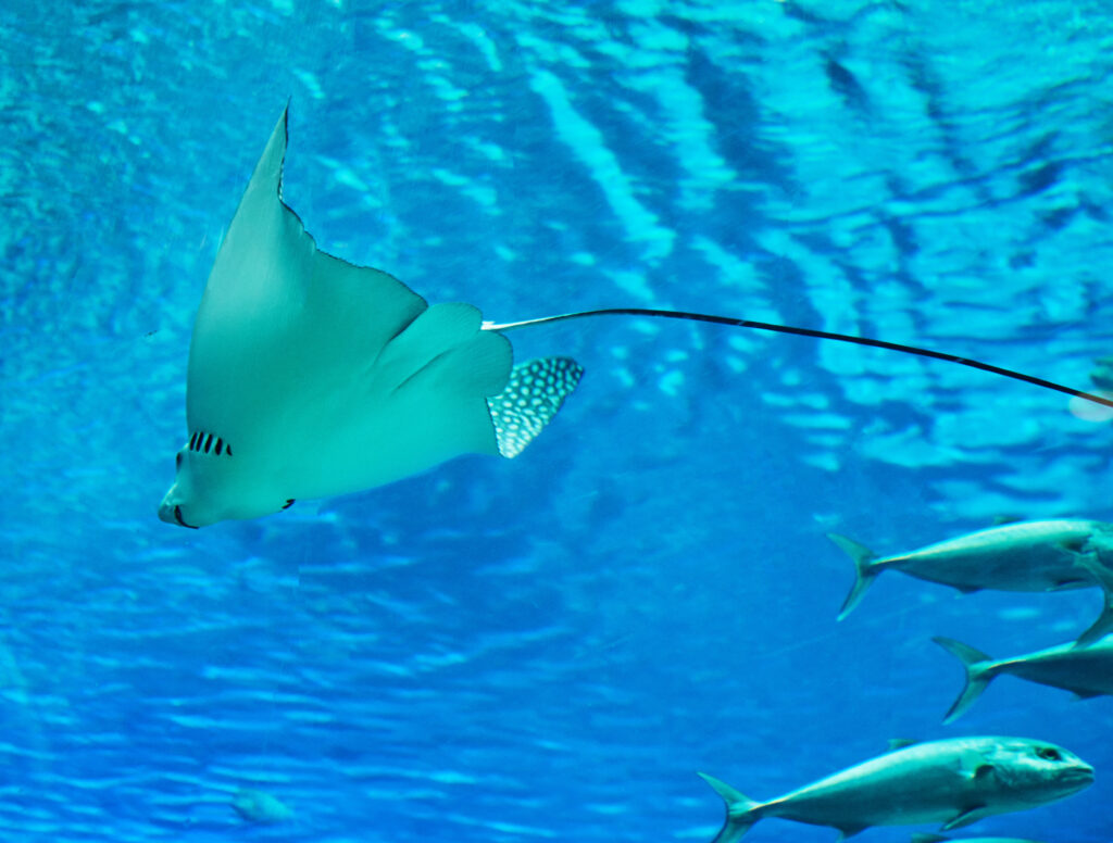 Stingray in the large Red Sea aquarium swims among other exotic fish