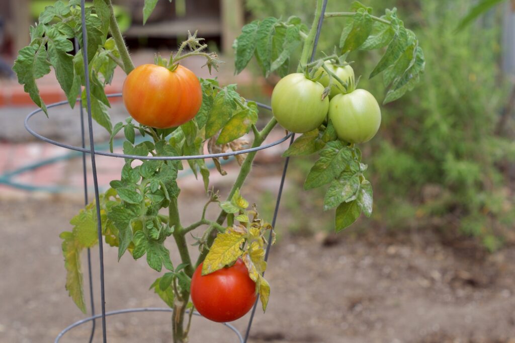 Summer ripe, organic, red, juicy tomatoes growing in the backyard garden