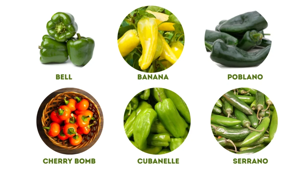 Green Pepper Varieties