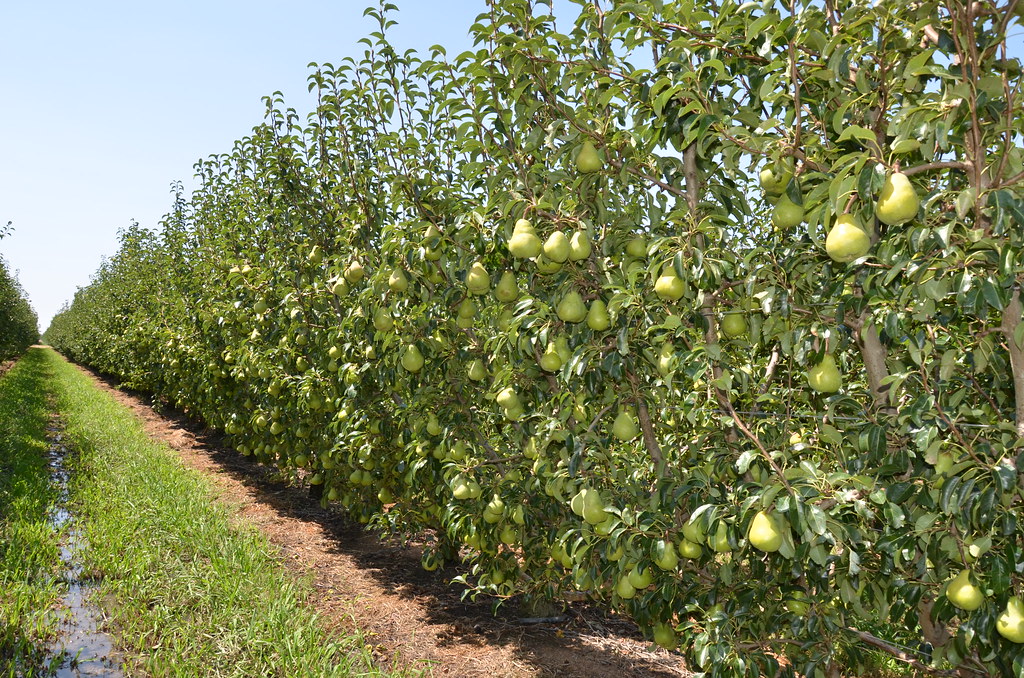 Packham pear trees DSC_5476