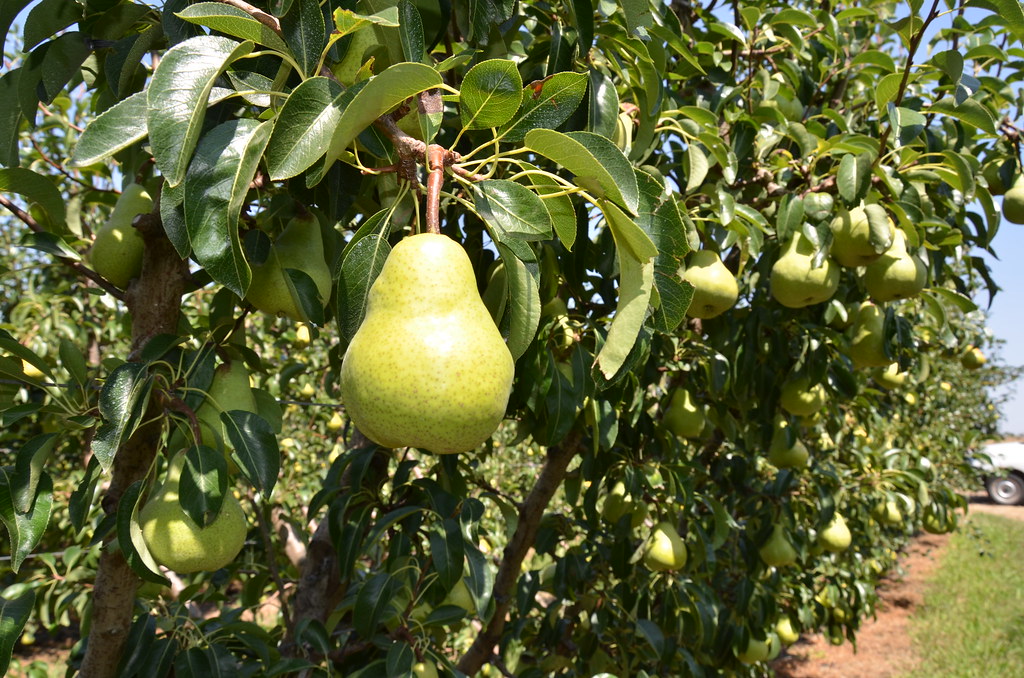 Packham pear trees DSC_5479