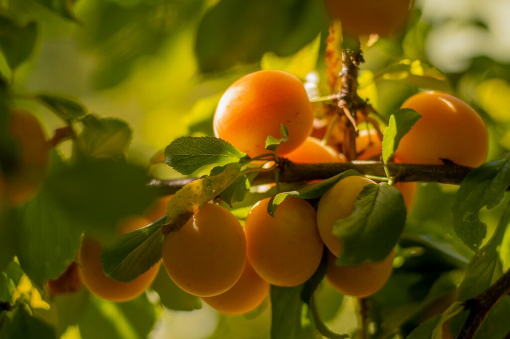 Facts About Apricots
